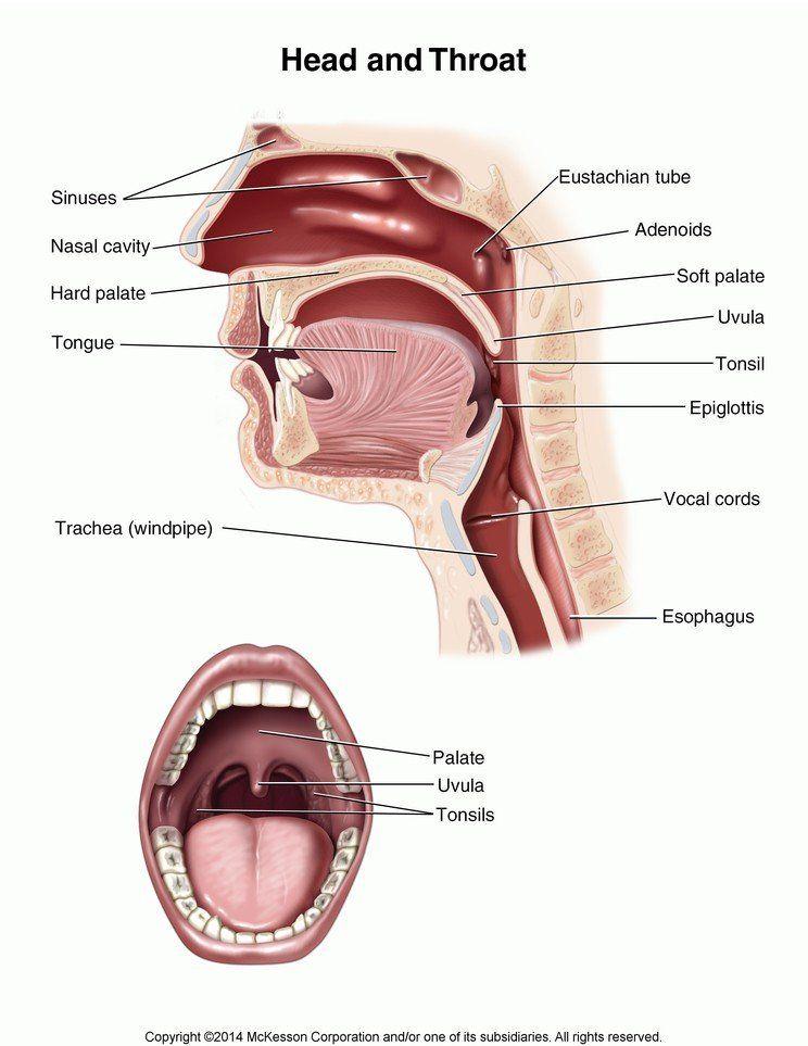 Epiglottis throat uvula