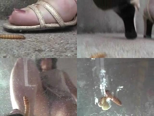 best of Crush honey barefoot cricket
